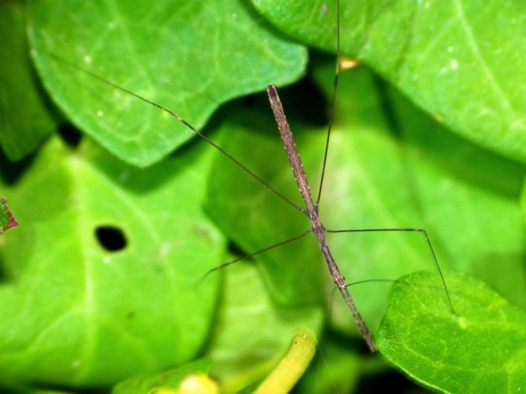 Reduviidae, maschio: Metatpterus sp.? (Schidium sp.?)